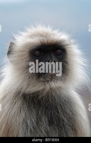 Ein Porträt von Hanuman Languren Semnopithecus Entellus in Ranthambore Nationalpark Indien Stockfoto
