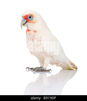 Lange-billed Corella - Cacatua Tenuirostris vor einem weißen Hintergrund. Stockfoto