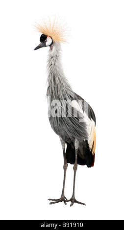 Grey gekrönt Kran Balearica Regulorum 18 Monate vor einem weißen Hintergrund Stockfoto