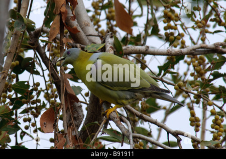 Gelb-footed grüne Taube Treron Phoenicoptera Fütterung in einem Baum Ranthambore Nationalpark Indien Stockfoto