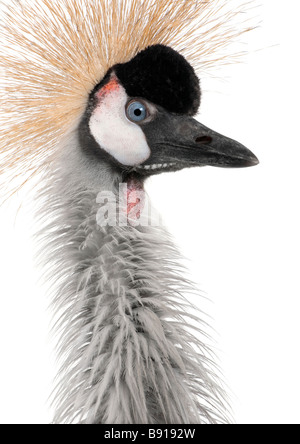 Grey gekrönt Kran Balearica Regulorum 18 Monate vor einem weißen Hintergrund Stockfoto