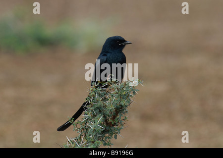 Schwarzer Drongo Dicrurus Macrocercus sitzt auf einem Dornbusch Rajasthan Indien Stockfoto