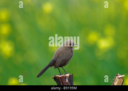 weibliche indische Robin Saxicoloides Fulicata stehend auf einem Pfosten in Rajasthan Indien Stockfoto