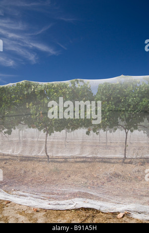 Weinberg-Reben unter schützenden Vogel Netze, Western Australia Stockfoto