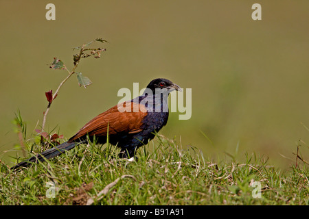 Mehr erholsam oder die Krähe Fasan Centropus Sinensis in Magudi Feuchtgebiete in Assam Stockfoto