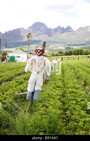 Mooiberg Strawberry Farm IV Stockfoto