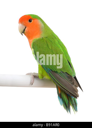 Pfirsich konfrontiert Lovebird Agapornis Roseicollis vor einem weißen Hintergrund vor einem weißen Hintergrund Stockfoto