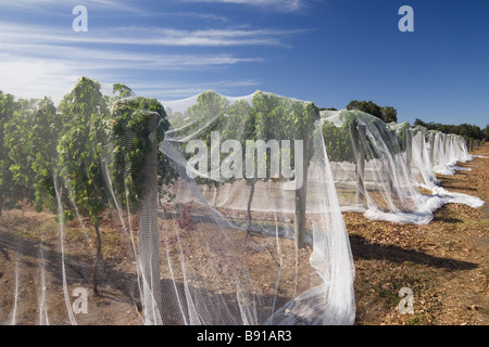 Weinberg-Reben unter schützenden Vogel Netze, Western Australia Stockfoto