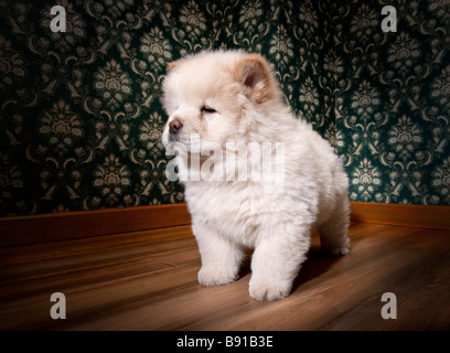 Chow-Chow Welpen in einem Retro-Zimmer Stockfoto