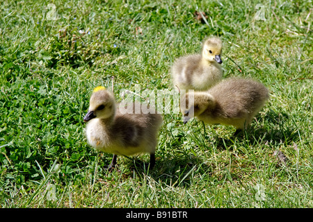 Kanadagans (Branta Canadensis) Gänsel an den Ufern der Themse Stockfoto