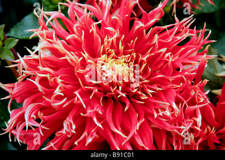 Eine prächtige rote Dahlie im Butchart Gardens Brentwood Bay in der Nähe von Victoria Vancouver Island Stockfoto