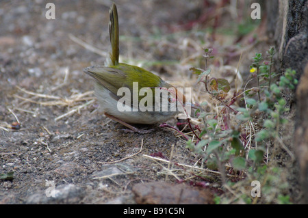 Gemeinsame Tailorbird Orthotomus Sutorius Fütterung auf dem Boden in Ranthambore Nationalpark Indien Stockfoto