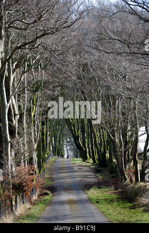 Allee der Bäume auf Dartmoor, Farbe, Farbe, Kommunikation, konferieren, anschließen, Connexion, Gespräch, im Gespräch, kreativ, Stockfoto