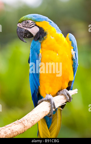 Blau-gelbe Ara oder blau und Gold Aras (Ara Ararauna) Stockfoto