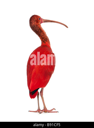 Scarlet Ibis Eudocimus Ruber vor einem weißen Hintergrund Stockfoto