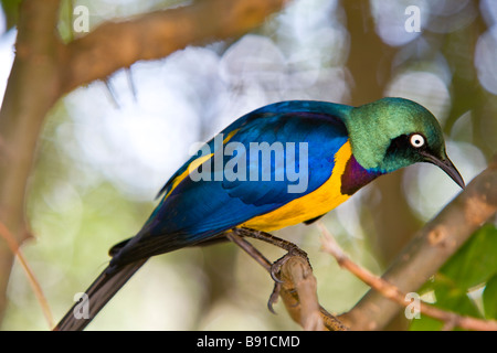 Golden-breasted Starling oder Royal Starling (Cosmopsarus Regius) Stockfoto