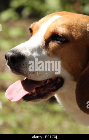 Beagle mit Zunge hing aus Mund Stockfoto