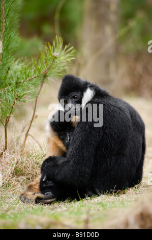 Männlichen und weiblichen weißen Wangen Gibbon Nomascus Leucogenys in der Liebe Stockfoto