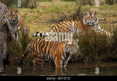 drei süße sibirischen Tigerbabys Blick auf etwas im Wasser Panthera Tigris altaica Stockfoto