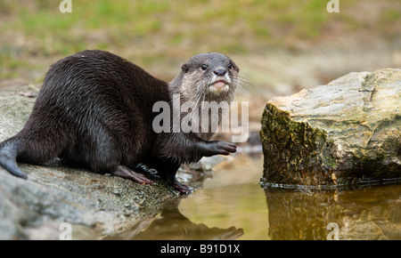 Orientalische kleine krallenbewehrten Otter Aonyx Cinerea auch bekannt als asiatische kleine krallte Otter Stockfoto