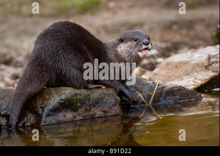 Orientalische kleine krallenbewehrten Otter Aonyx Cinerea auch bekannt als asiatische kleine krallte Otter Stockfoto