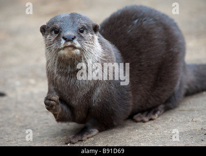 Orientalische kleine krallenbewehrten Otter Aonyx Cinerea auch bekannt als asiatische kleine krallte Otter Stockfoto