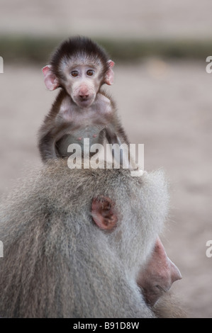 Niedliche Baby Hamadryas Pavian Papio hamadryas Stockfoto