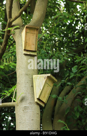 Zwei hölzerne Fledermauskästen platziert auf einem Baum. Knockholt, Kent, England, UK. Stockfoto