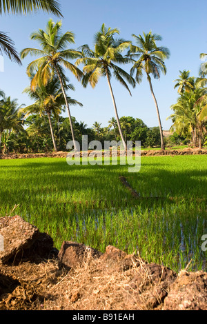 Reisfeld mit Palmen umgeben. Stockfoto