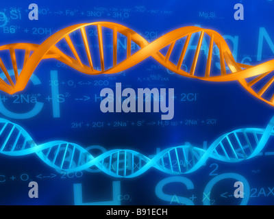 DNA-Modelle Stockfoto