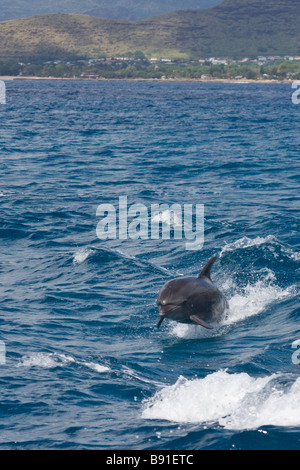 Wilde Delphine in Honolulu. Stockfoto