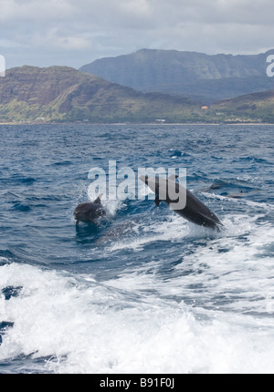 Wild lebende Delphine in Honolulu - 2 Stockfoto