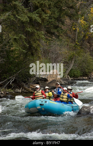 Sparren laufen die Taylor flussaufwärts von Almont, Colorado. Stockfoto