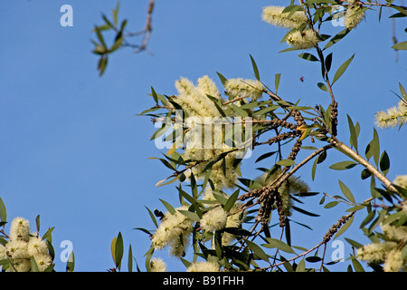 Melaleuca Quinquenervia in voller Blüte Stockfoto