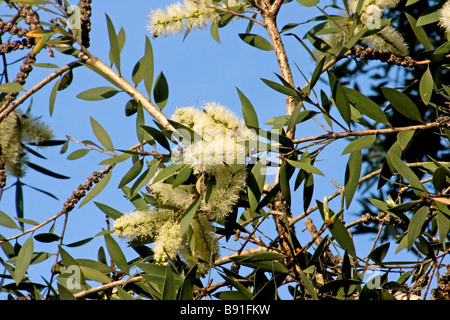 Melaleuca Quinquenervia in voller Blüte Stockfoto