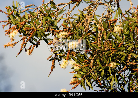 Melaleuca Quinquenervia in voller Blüte Stockfoto