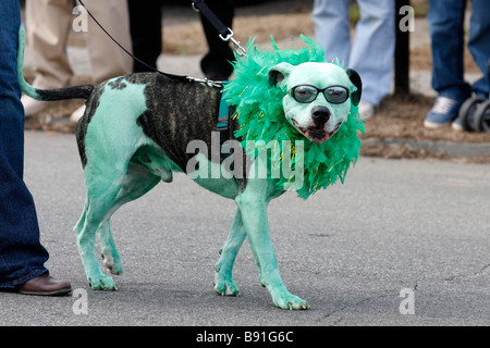 Hund bemalt grün und tragen grüne Outfit und Sonnenbrillen für St. Patricks Day Parade in USA Stockfoto