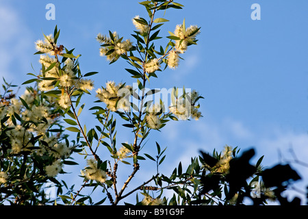 Melaleuca Quinquenervia in voller Blüte Stockfoto