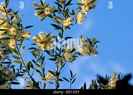 Melaleuca Quinquenervia in voller Blüte Stockfoto