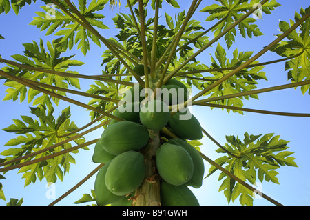 Papaya-Baum Stockfoto