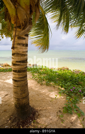 Blauer Himmel über tropischen Ozean und Palme Strand, Insel von Tobago, Karibik Stockfoto