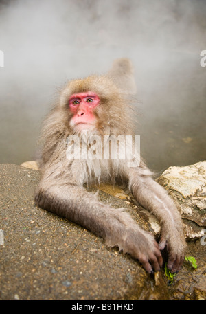 Japanischen Makaken Schnee Affe Jigokudani Monkey Park Nagano Japan Stockfoto