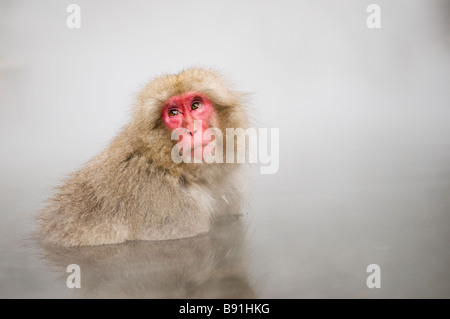 Japanischen Makaken Schnee Affe Jigokudani Monkey Park Nagano Japan Stockfoto