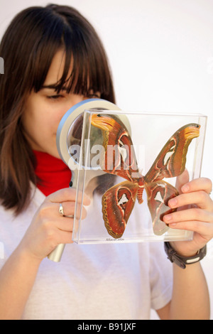 Einen riesigen Schmetterling beobachten. Attacus atlas Stockfoto