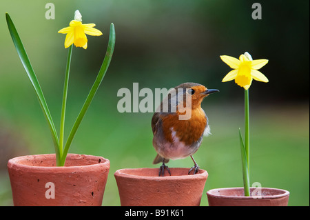 Erithacus Rubecula. Robin thront auf einer Reihe von kleinen Blumentöpfe mit Narzissen. Großbritannien Stockfoto