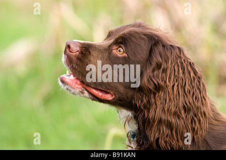 Cocker Spaniel Stockfoto