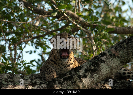 Ein Leopard zeigt seine Zähne, als er auf einen Baum in Yala sitzt / Ruhunu Nationalpark, Sri Lanka Stockfoto