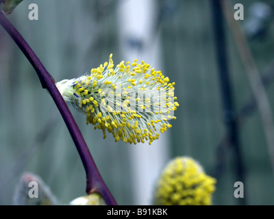 Salix Caprea Weide, Frühling, Kätzchen in Blüte. Stockfoto