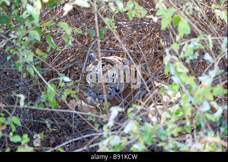 Versteckte Bengal Tiger getarnt gegen Bush, im Kanha National Park in Kipling Land, Madhya Pradesh, Indien Stockfoto