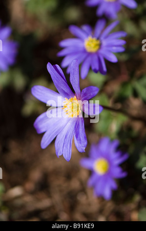 Anemone Blanda Blue in Blüte Stockfoto